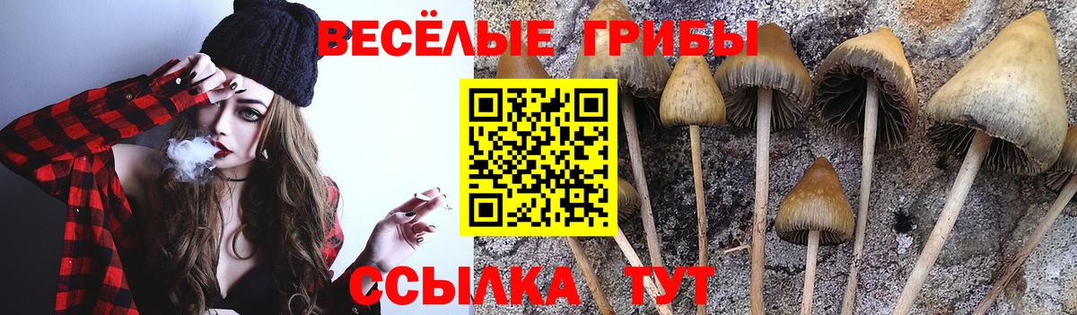 Псилоцибиновые грибы Psilocybe  Вход с VPN  Киров 